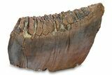 Fossil Woolly Mammoth Lower Molar - Nice Roots! #292760-1